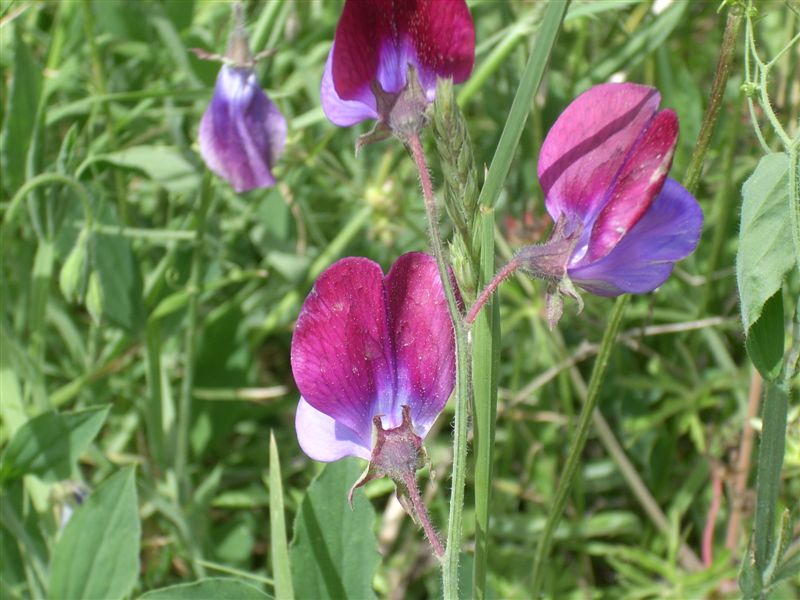 Lathyrus odoratus / Pisello odoroso